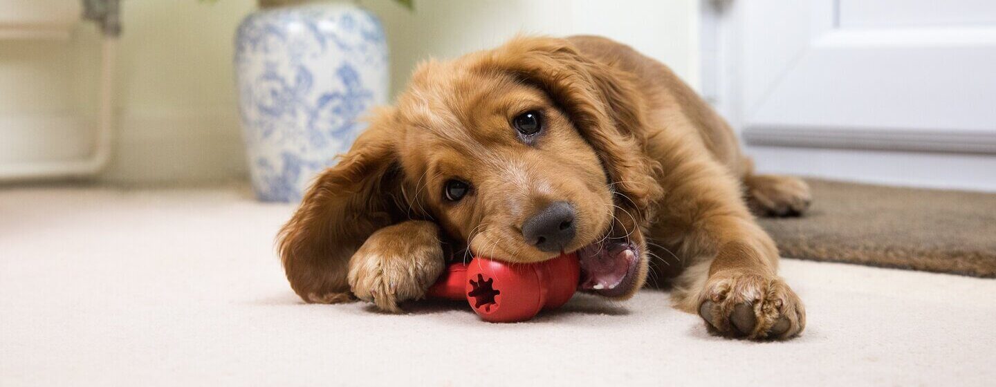 Dog eating shop plastic chew toy